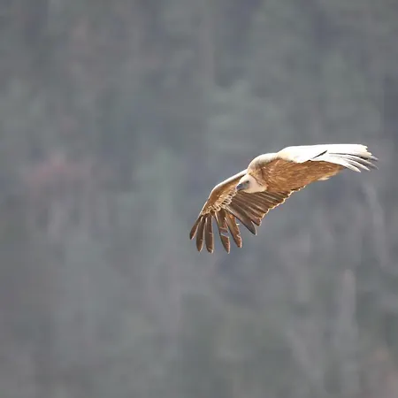 Les Frejals 3* Compeyre