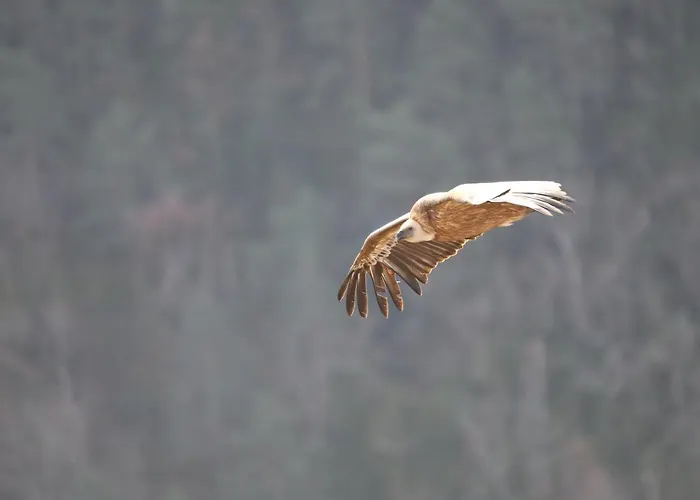 Les Frejals 3* Compeyre